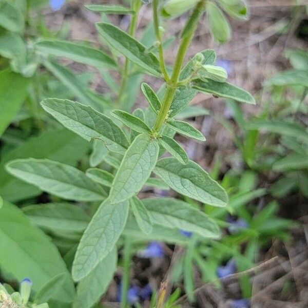 Salvia azurea 葉