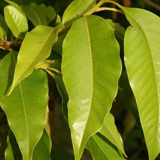 Michelia champaca Leaf