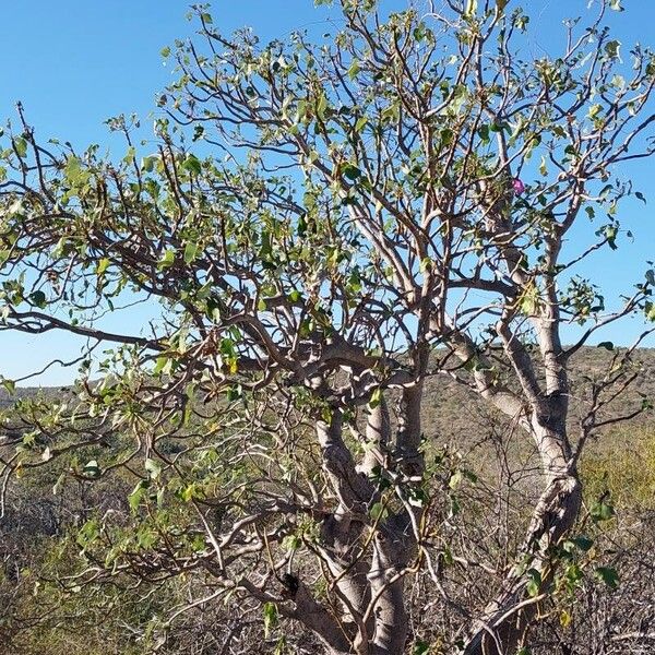 Uncarina stellulifera Habit