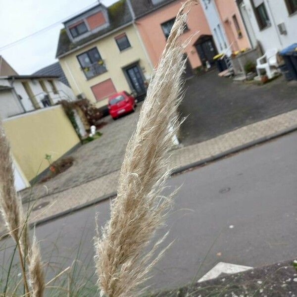 Cortaderia selloana Blomma