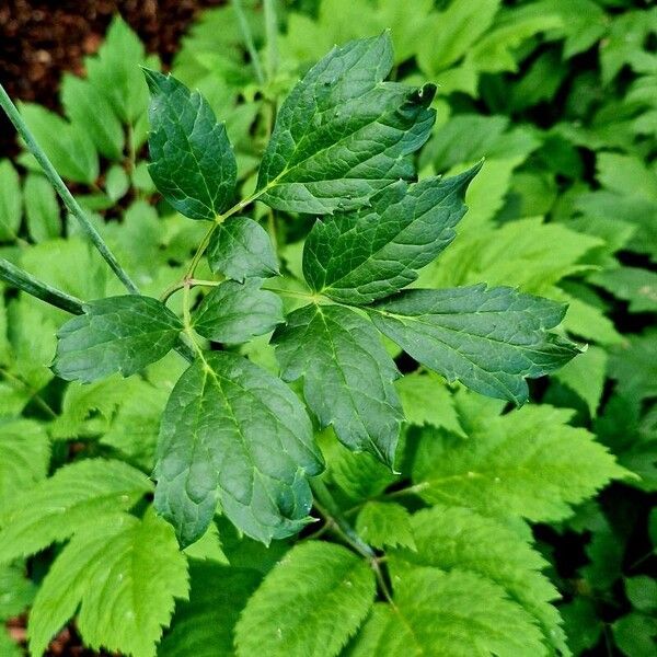 Actaea racemosa Leaf