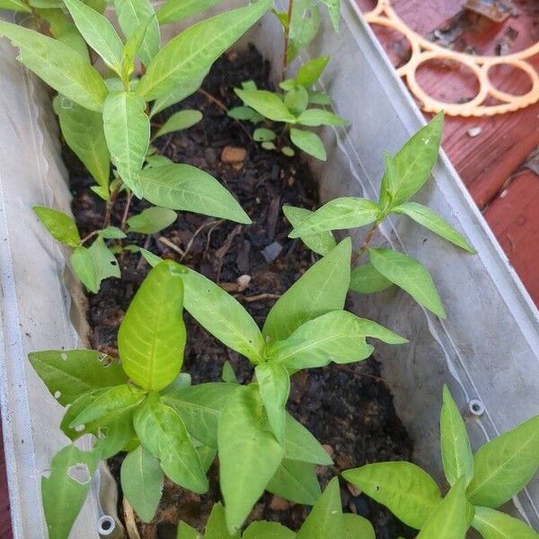 Persicaria pensylvanica Folla