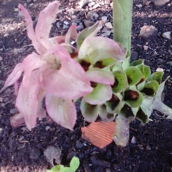 Curcuma aromatica Blomma