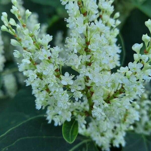 Reynoutria sachalinensis Blomma