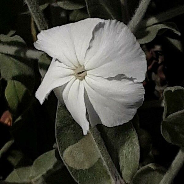 Silene coronaria Blüte