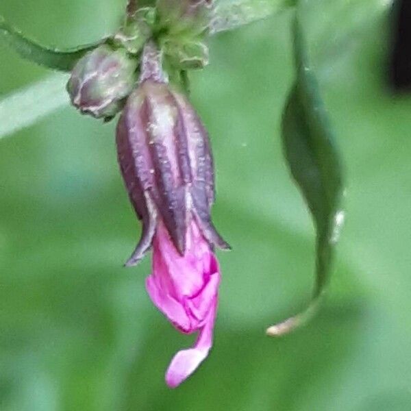 Lychnis flos-cuculi Flor