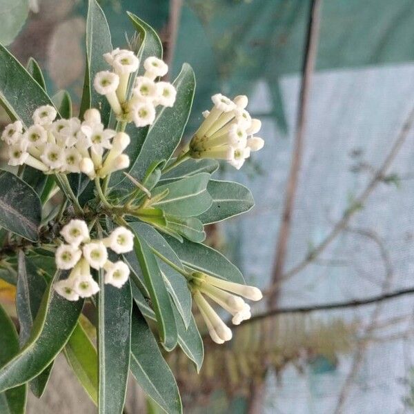 Cestrum diurnum Flower