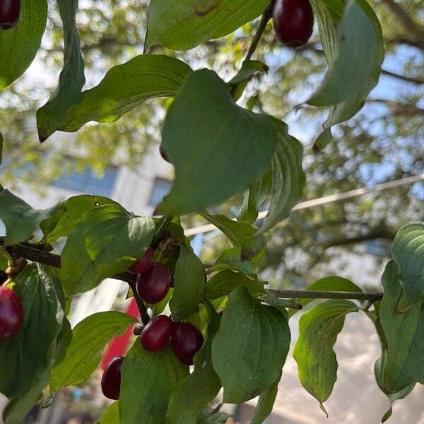 Cornus mas Froito