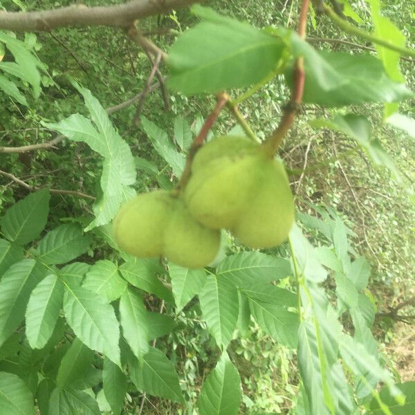 Ungnadia speciosa Fruit