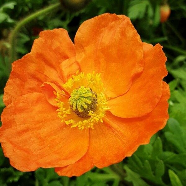 Papaver atlanticum Flower