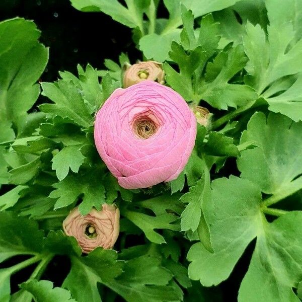 Ranunculus asiaticus Kukka