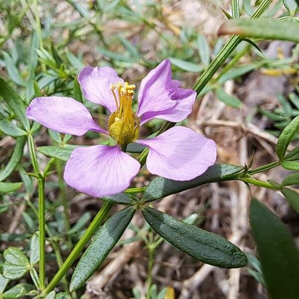 Zygophyllum creticum Flower