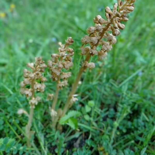 Neottia nidus-avis Blüte