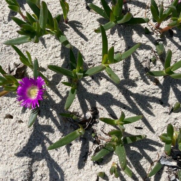 Carpobrotus glaucescens Habitat