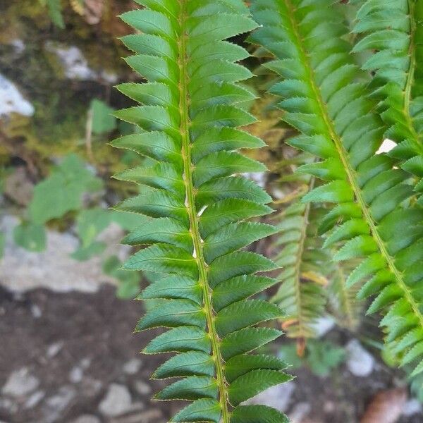 Polystichum lonchitis Folla