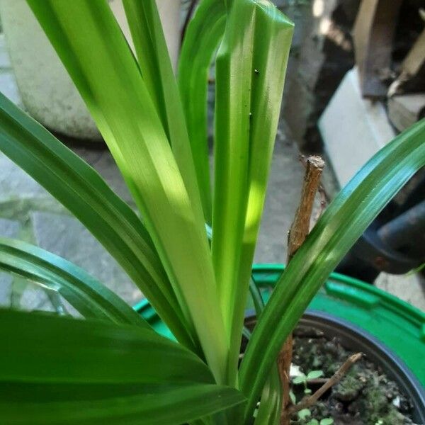 Cyperus esculentus Leaf