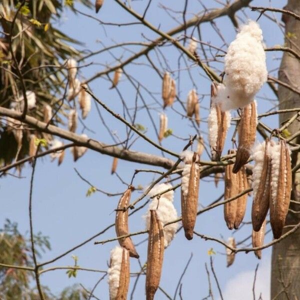 Ceiba pentandra Folio