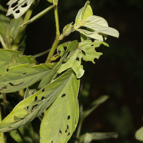 Senna obtusifolia Vrucht