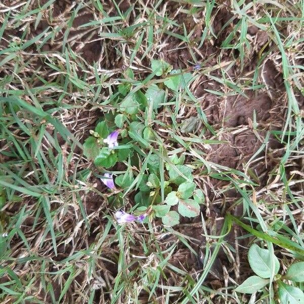 Torenia crustacea Blomst