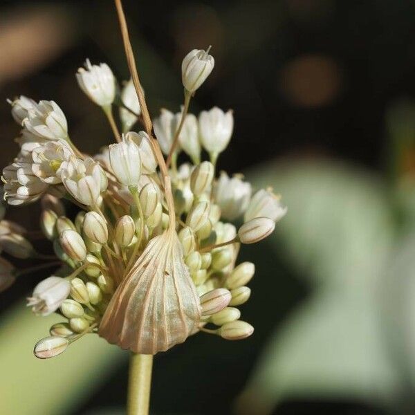 Allium pallens Flower