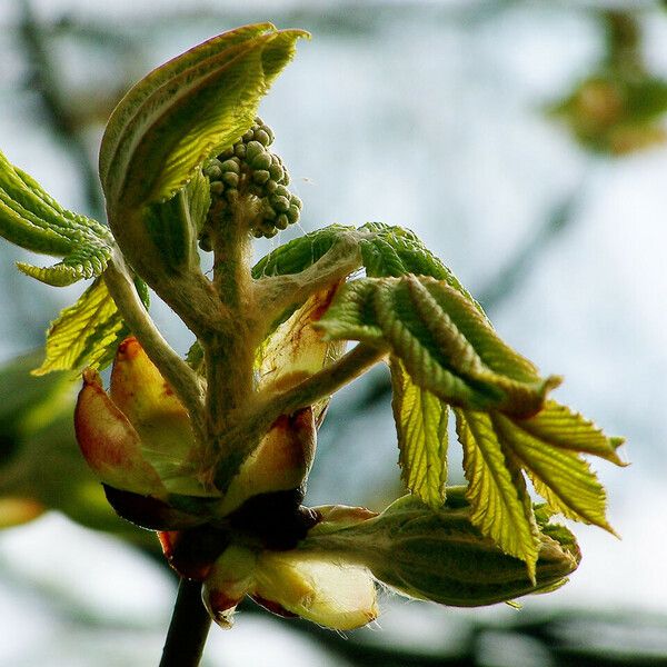 Aesculus hippocastanum Leaf