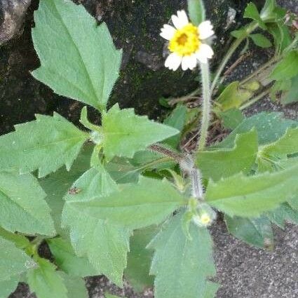 Tridax procumbens Hoja