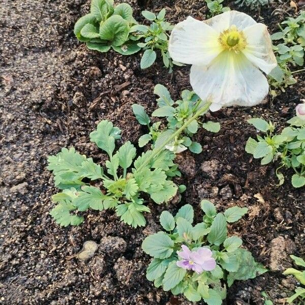 Papaver nudicaule 形态