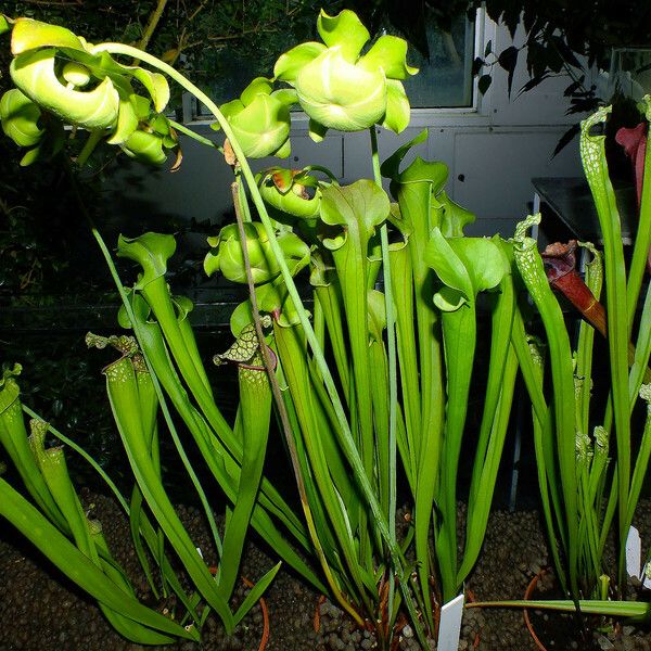 Sarracenia purpurea Vivejo