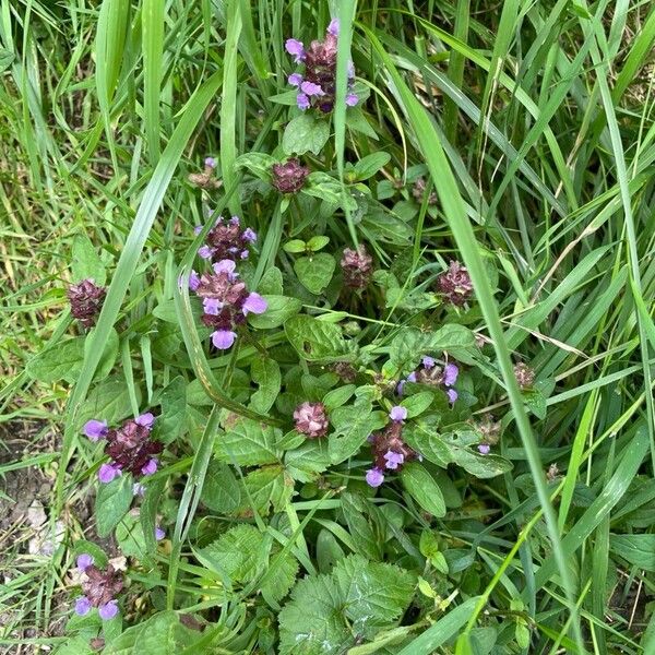 Prunella vulgaris Характер