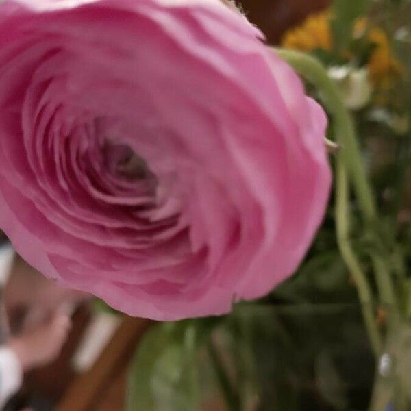 Ranunculus asiaticus Flower