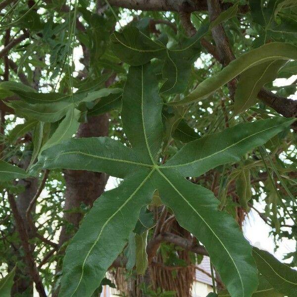 Cussonia natalensis Φύλλο