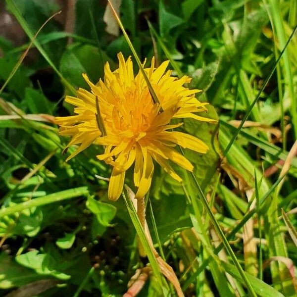 Taraxacum cucullatiforme 花