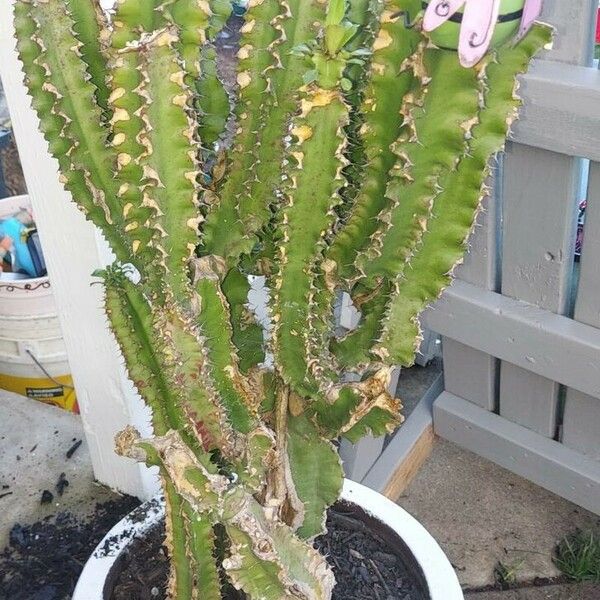 Euphorbia avasmontana Bark