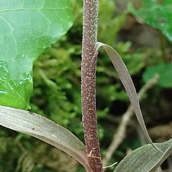 Epipactis microphylla बार्क (छाल)