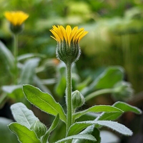 Calendula arvensis फूल