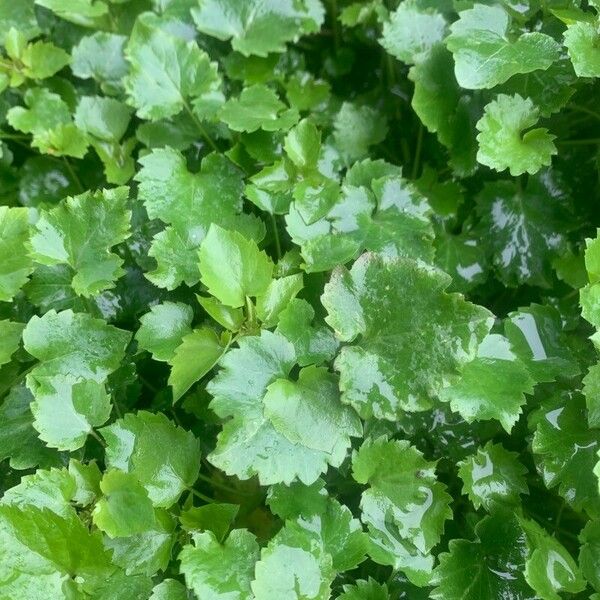 Campanula carpatica Ліст