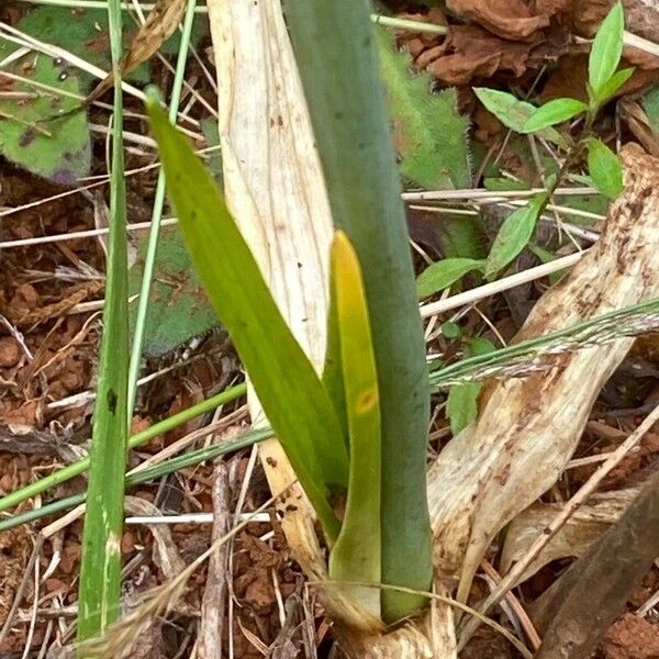 Ornithogalum thyrsoides 叶