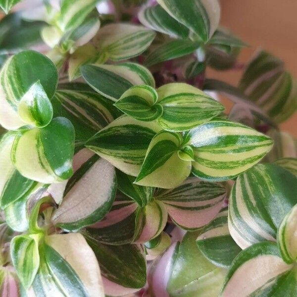 Tradescantia fluminensis Habitus