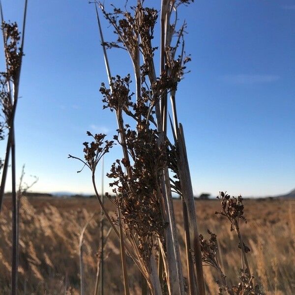 Juncus maritimus Květ