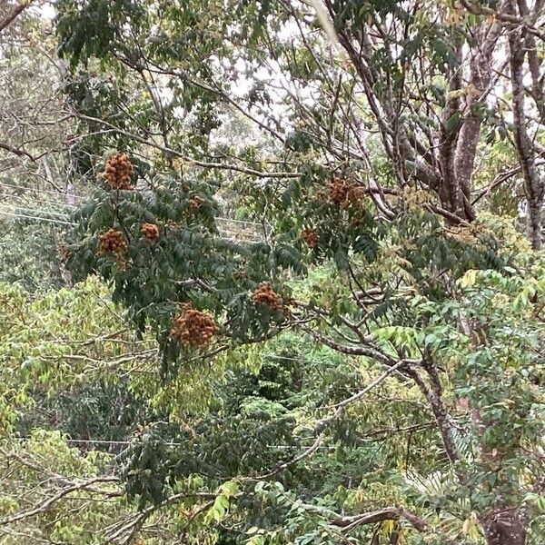 Flindersia schottiana Fulla