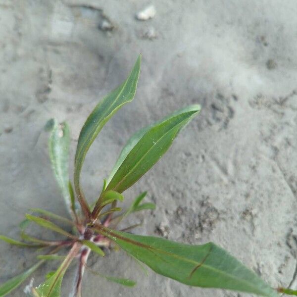 Tripolium pannonicum Leaf