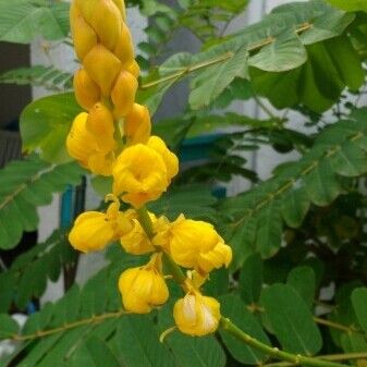 Senna alata Blomst