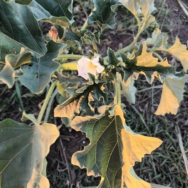 Datura ferox Feuille