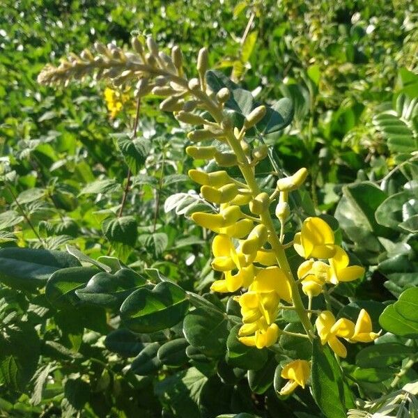 Sophora tomentosa Flors