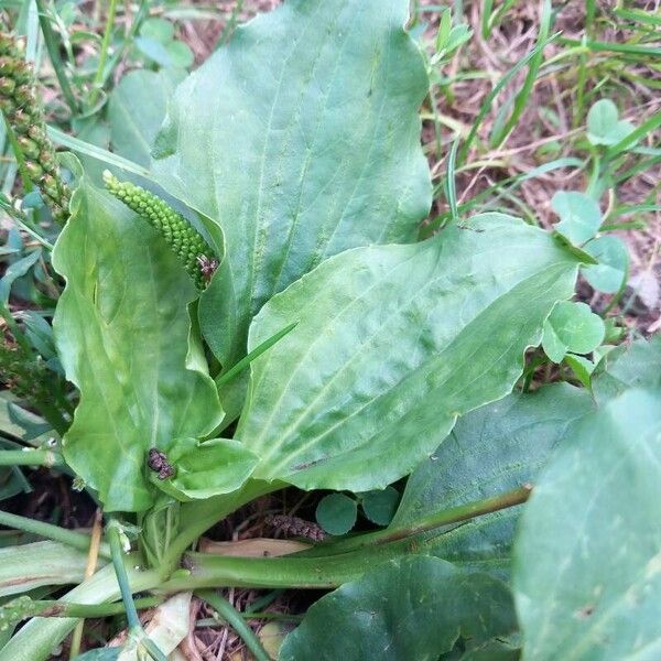 Plantago major Levél