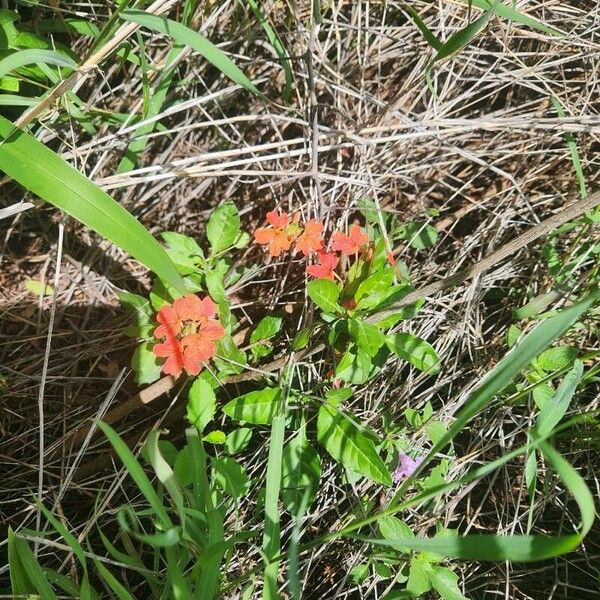 Crossandra massaica Flower