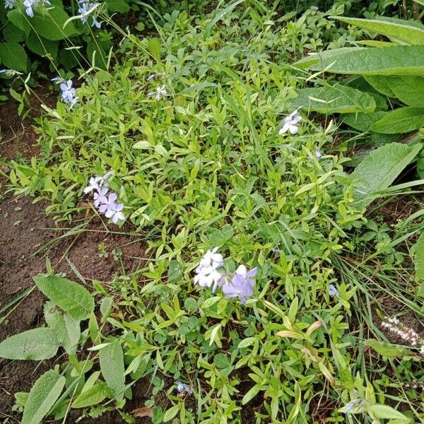 Phlox divaricata Kvet