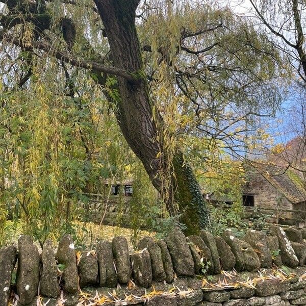 Salix babylonica Bark