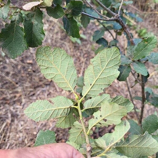 Quercus laeta Φύλλο