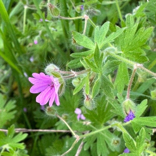 Geranium pusillum Květ